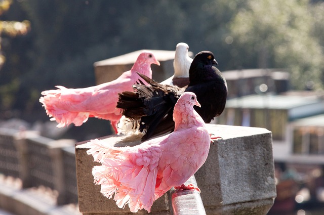 字母哥和欧 字母哥和欧